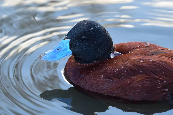 Lake duck (oxyura vittata) — Stock Photo, Image