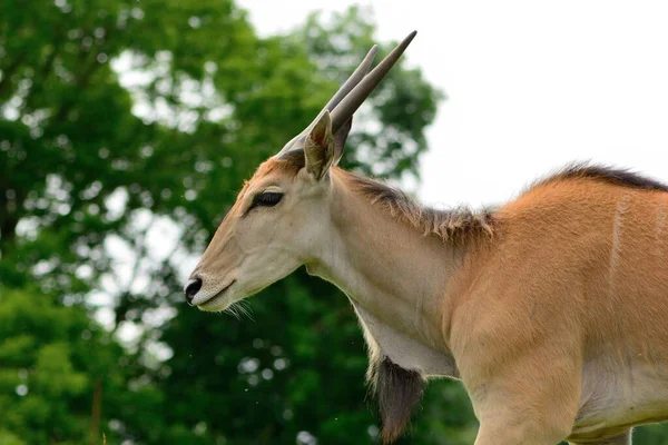 Eland (Taurotragus oryx) ) — Photo