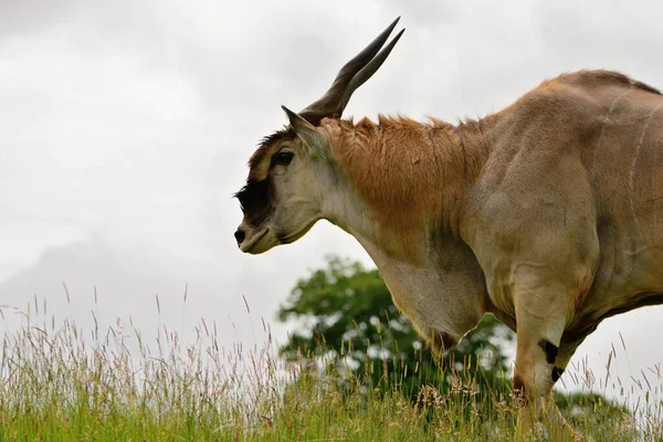 Эланд (Fabrotragus oryx) ) — стоковое фото