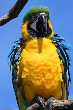 Mavi ve Sarı Macaw