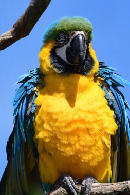 Mavi ve Sarı Macaw