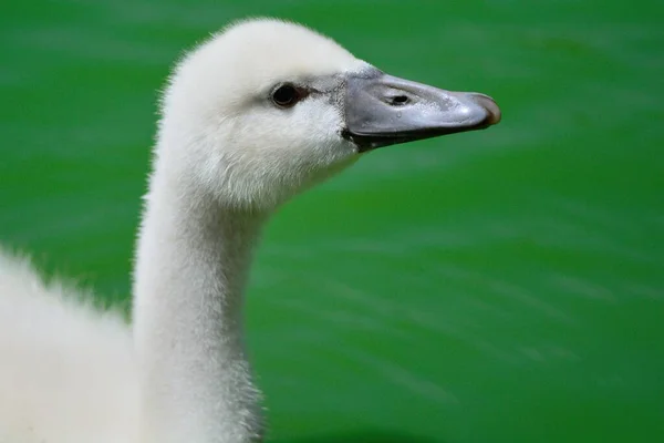 Ritratto di Cygnet — Foto Stock