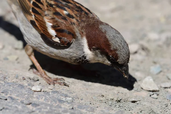 Sparrow — Stock Photo, Image