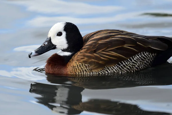 White faced whistling duck (Dendrocygna viduata) — Stock Photo, Image