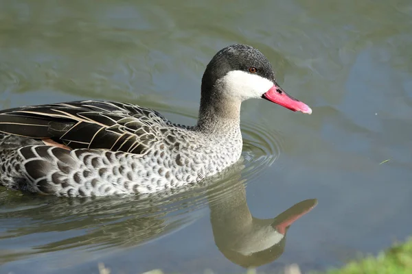 Rotschnabelente (anas erythrorhyncha)) — Stockfoto