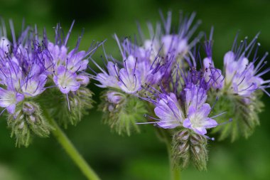 Phacelia daspylla (akrep otu)