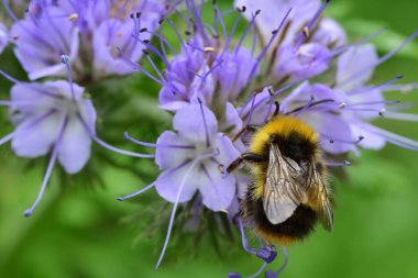 Phacelia daspylla (akrep otu)