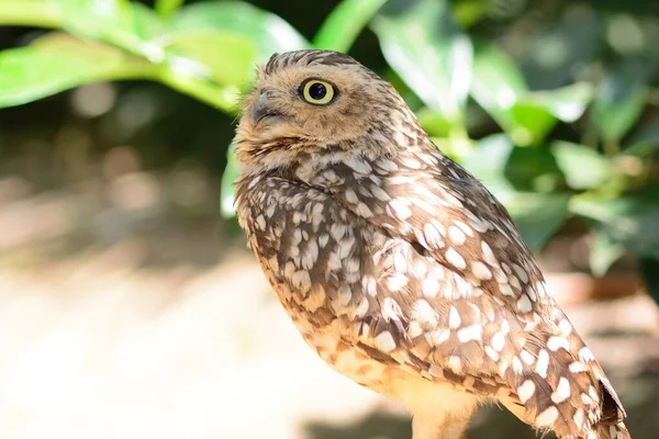 Búho pequeño (Athene noctua) — Foto de Stock