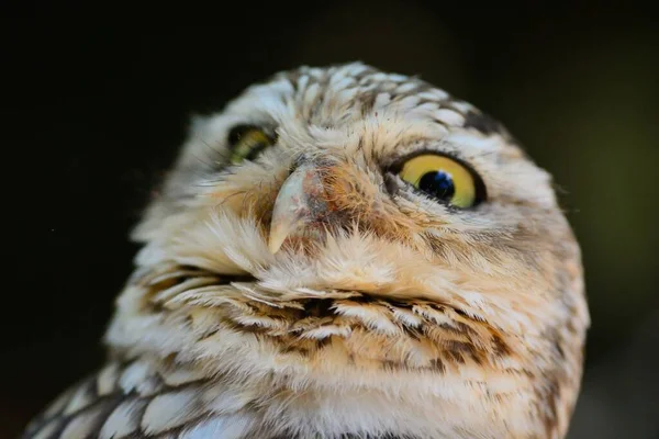 Маленький Оль (Athene noctua)) — стоковое фото