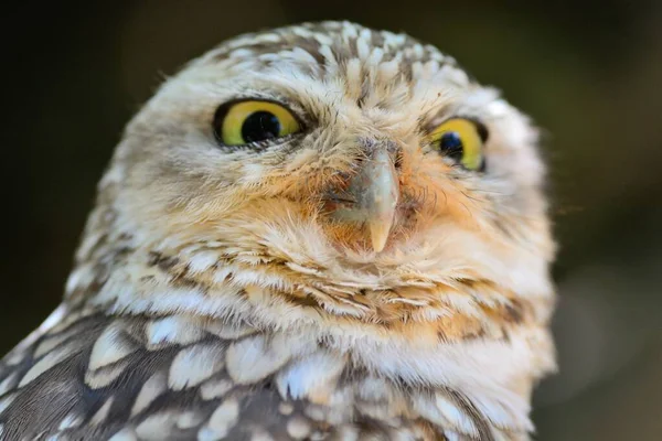 Маленький Оль (Athene noctua)) — стоковое фото