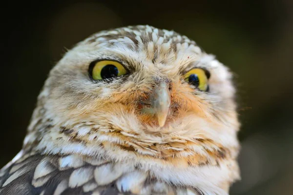 Маленький Оль (Athene noctua)) — стоковое фото