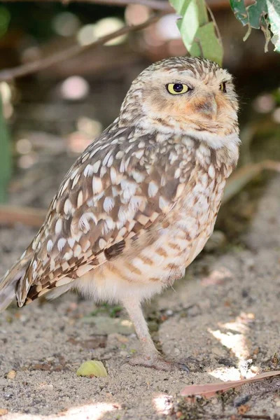 Kleine uil (Athene noctua)) — Stockfoto