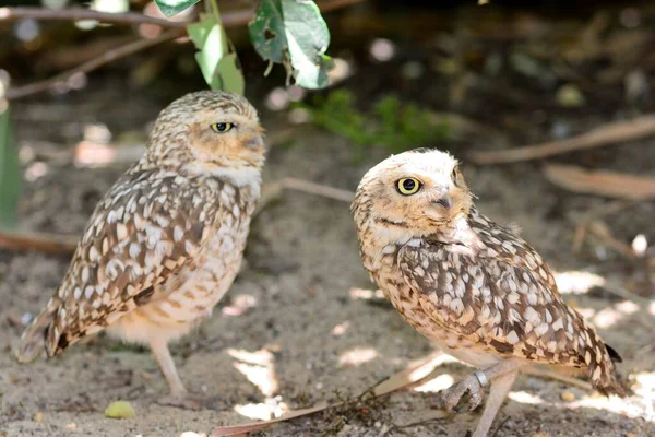 Sowa mała (Athene noctua)) — Zdjęcie stockowe