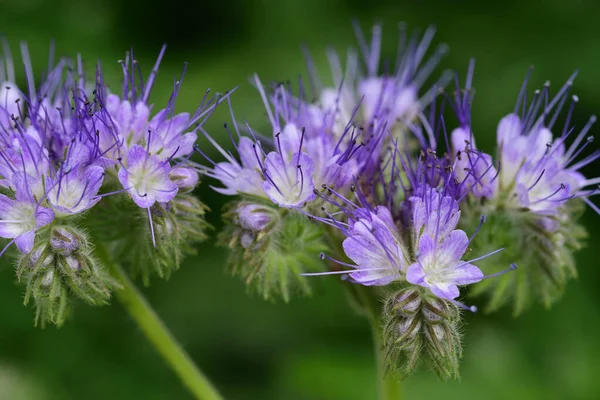 Phacelia daspylla (akrep otu)