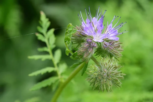 Phacelia daspylla (scorpionweed) ) —  Fotos de Stock