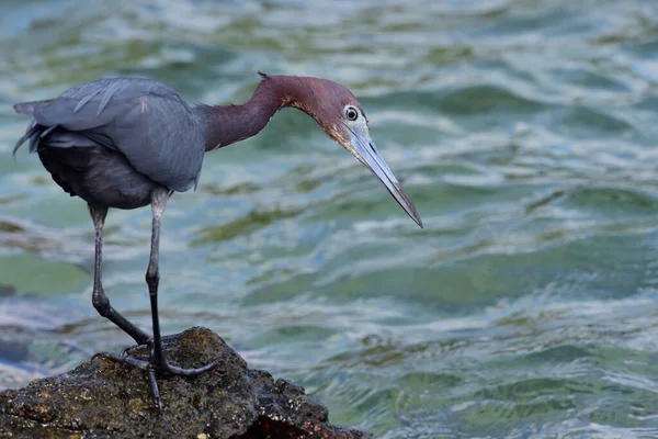 Volavka malá (egretta caerulea) — Stock fotografie