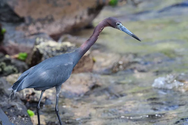 Малий синій Герон (egretta caerulea) — стокове фото