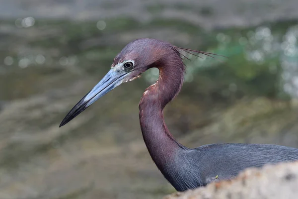 Pequena garça-azul (egretta caerulea) — Fotografia de Stock