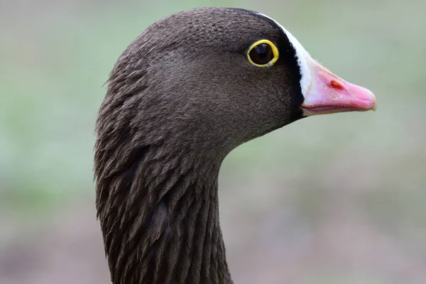 Ganso frenteblanco (anser erythropus ) —  Fotos de Stock