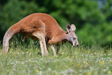 Kırmızı kanguru (Macropus Rufus)