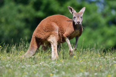 Red kangarooo (Macropus rufus) clipart