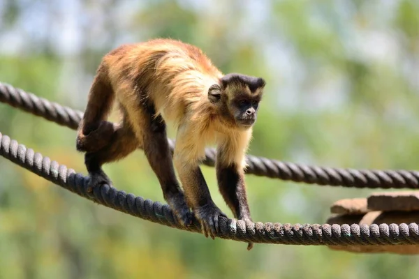 Mono en un zoológico — Foto de Stock