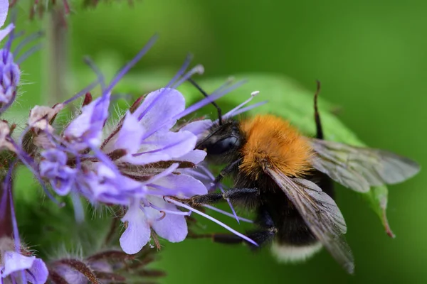 Μέλισσα σε ένα λουλούδι phacelia — Φωτογραφία Αρχείου