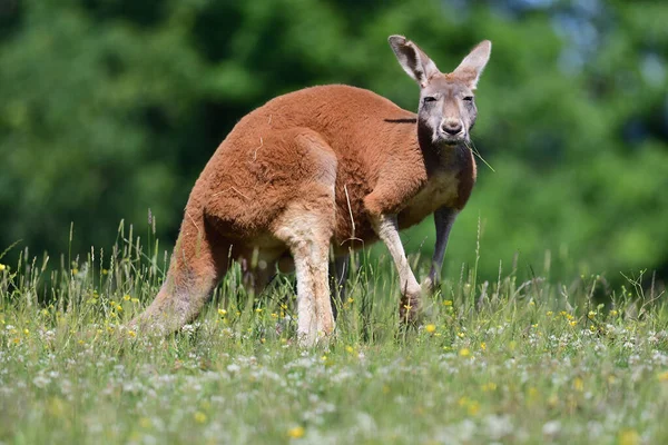 Canguro rojo (Macropus rufus ) — Foto de Stock