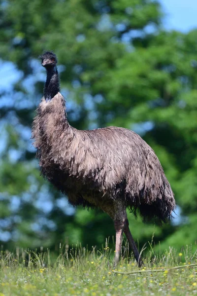 Emu (Dromaius novaehooandiae) — Stock Photo, Image