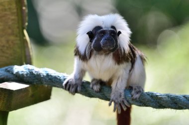 Pamuklu tamarin (saguinus oedipus))