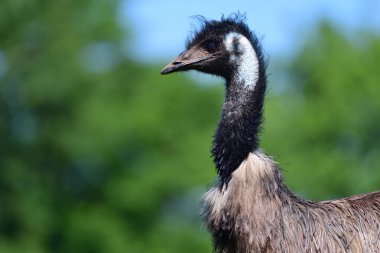 Emu (Dromaius novaehooandiae)