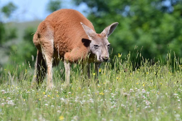 Canguro rojo (Macropus rufus ) — Foto de Stock