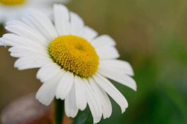 Öküz gözü papatyası (lökosityum vulgare))