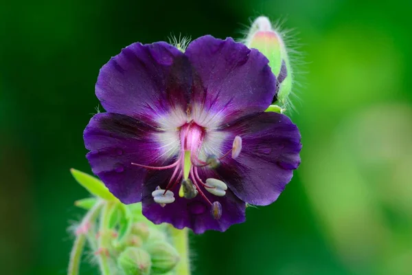 Geranienphaeum — Stockfoto