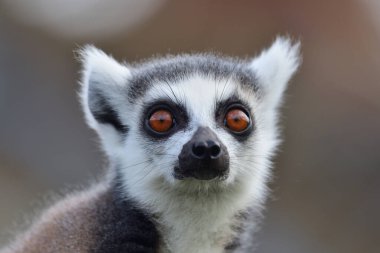 Lemur 'u takip eden halka (Lemur catta)