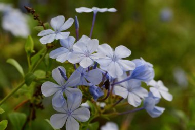 Leadwort (plumbago)