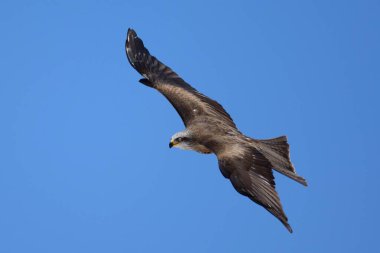 siyah uçurtma (milvus migrans)