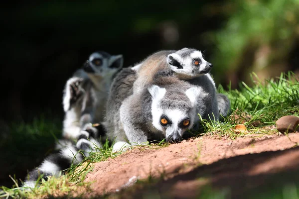 Lémures de cola anillada (Lemur catta ) — Foto de Stock