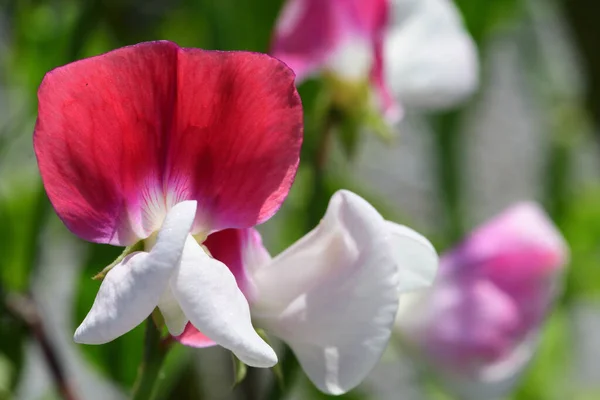 Ervilha doce (Lathyrus Odoratus ) — Fotografia de Stock