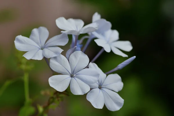 Leadwort (plumbago) — Stock Photo, Image