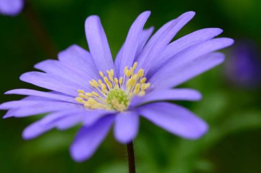 Mavi şakayık (Anemone apennina)