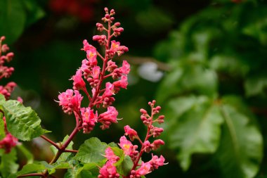 At kestanesi çiçeği