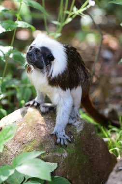 Pamuklu tamarin (saguinus oedipus))