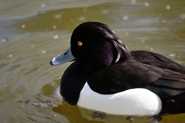 Canard touffu (Aythya fuligula)) — Photo