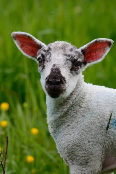 Lamb in een veld — Stockfoto