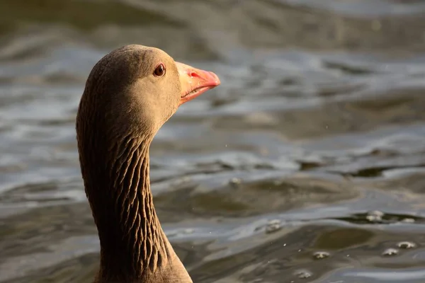 Greylag kaz (Anser anser) — Stok fotoğraf