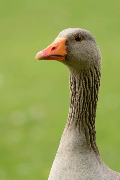 Greylag kaz (Anser anser) — Stok fotoğraf