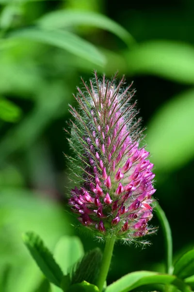 Red feather clover (Trifolium rubens) — Stock Photo, Image