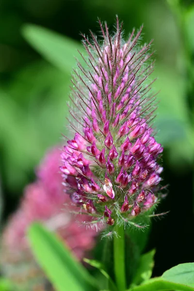 Red feather clover (Trifolium rubens) — Stock Photo, Image