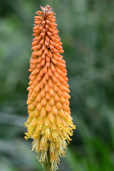 Torch lily (kniphofia) — Stock fotografie